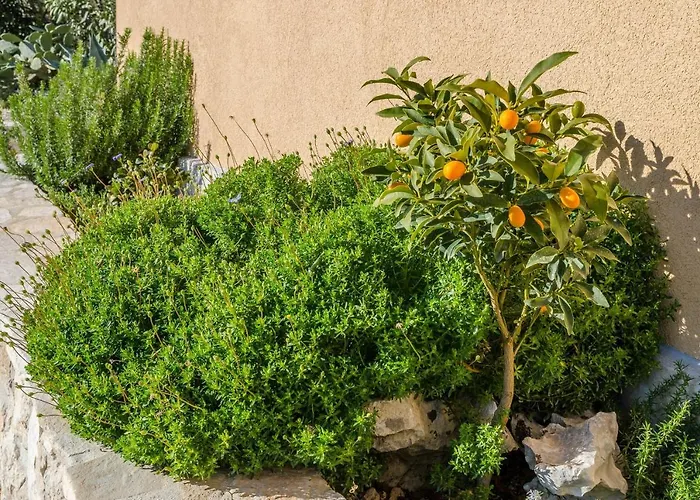 فيلة Andro أوروبيتش